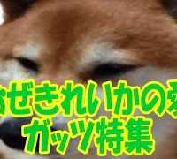 おおぜきれいか　愛犬ガッツ特集まとめ