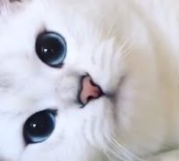 爆笑おもしろ動物動画まとめ ペットたちの奇跡の瞬間をビデオが捉えた！爆発的に再生された衝撃映像　TRY NOT TO LAUGH Animal VIdeo Compilation 2017