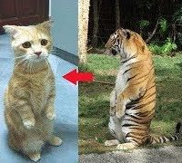 猫化したタイガー・自分は猫だと思っているタイガー・超かわいい #1