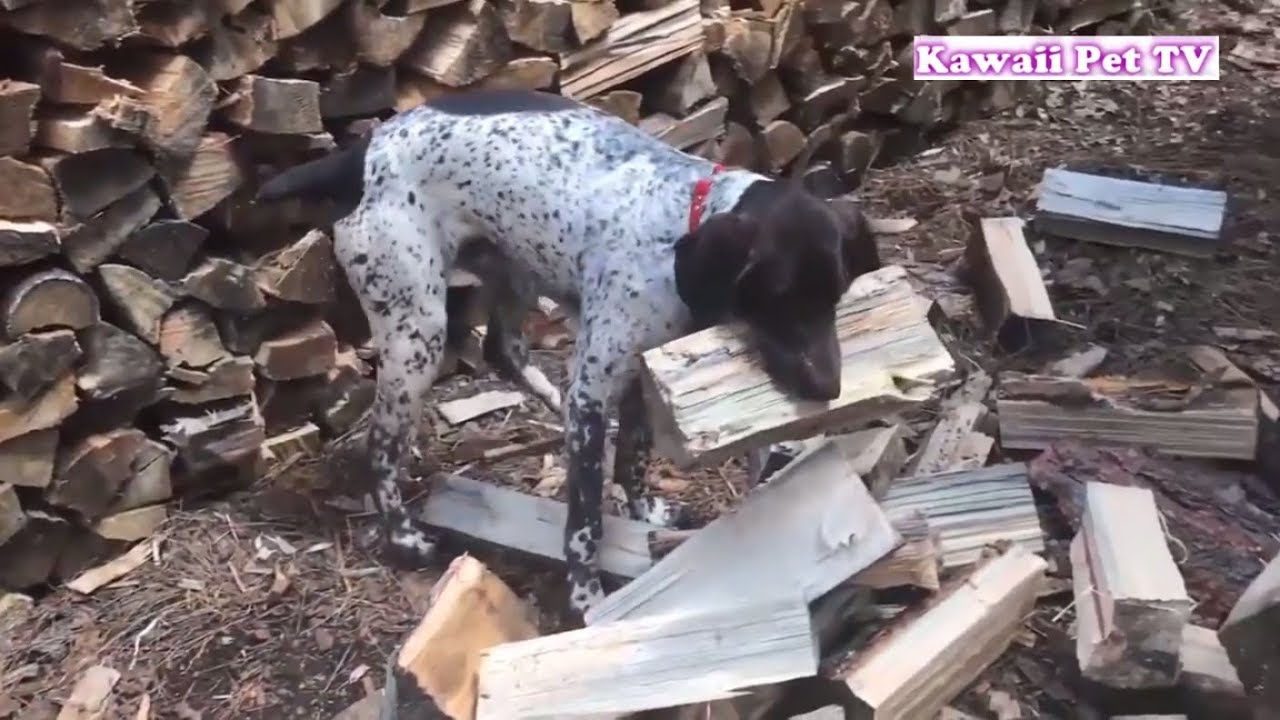 「賢い犬」このような犬は誰でも欲しい・飼い主に家事を手伝う犬たち