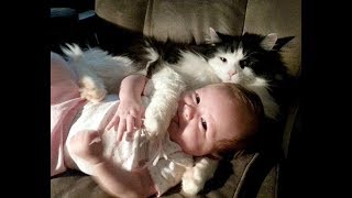 人間の赤ちゃんを自分の子供のように思っている猫たち・必死に赤ちゃんを守る猫たち