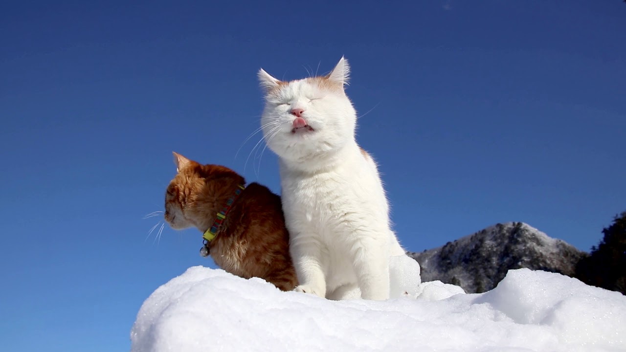 雪の上のしろととら2018　Snow and cat 2018