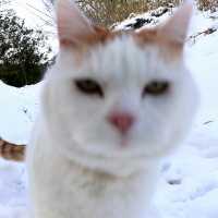 雪道散歩 2018　The cat walk snowy road 2018