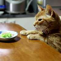 テーブルの上の白菜のおひたしと猫　Napa cabbage