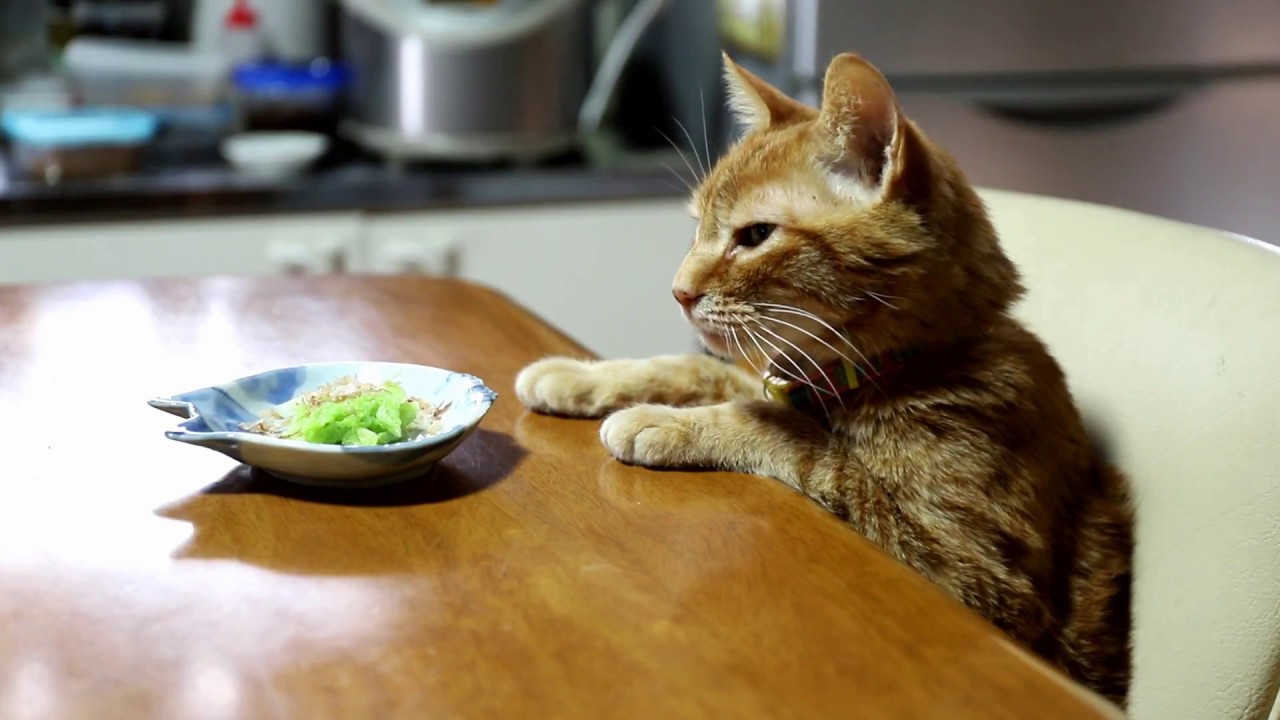 テーブルの上の白菜のおひたしと猫　Napa cabbage
