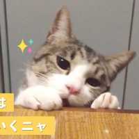 おやつを置いておくと…？ ひょっこり現れ去っていく猫さん😸【PECO TV】