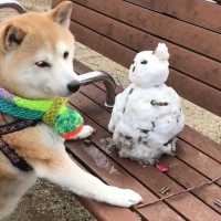 溶けないで…😢 雪だるまを必死に守る柴犬ちゃんの姿にキュン☺️💕【PECO TV】
