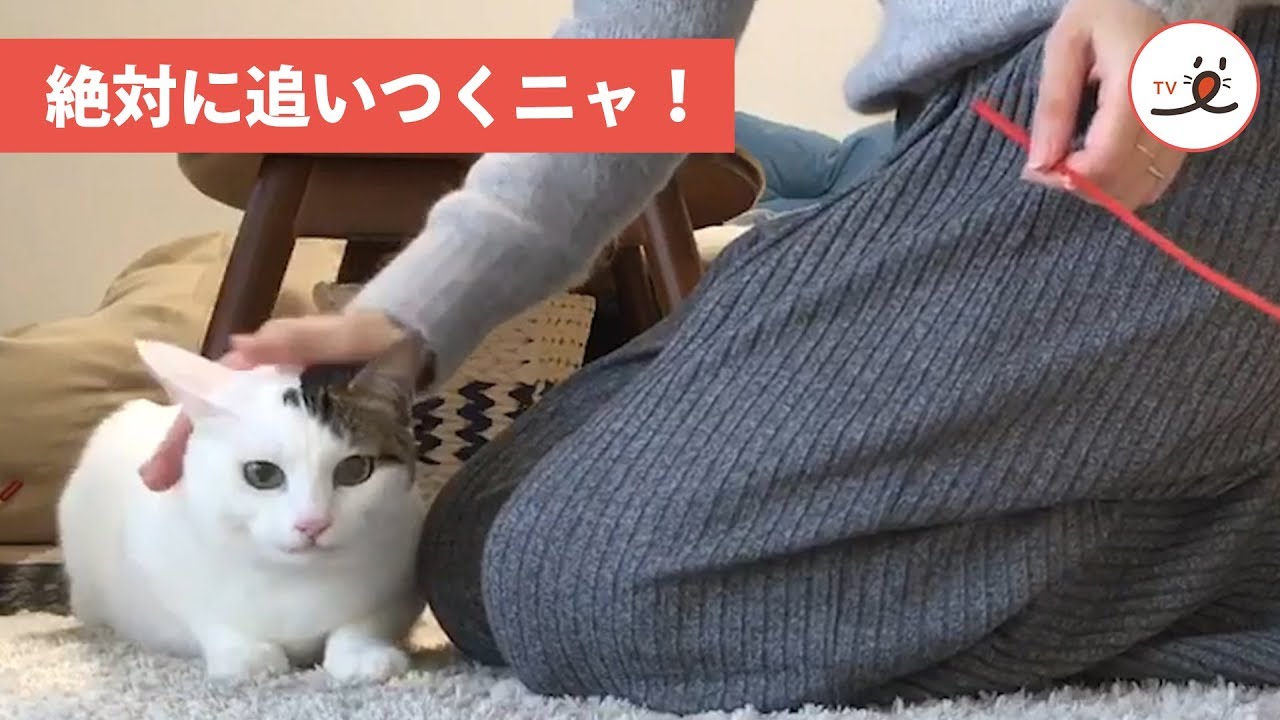 おもちゃを追いかけて飼い主さんの周りをぐるぐる回るニャンコ【PECO TV】