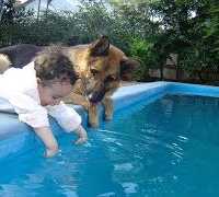「感動」人間の子供を必死で守るジャーマンシェパード犬たち