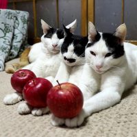 のせ猫 x りんごを乗せた3匹の猫
