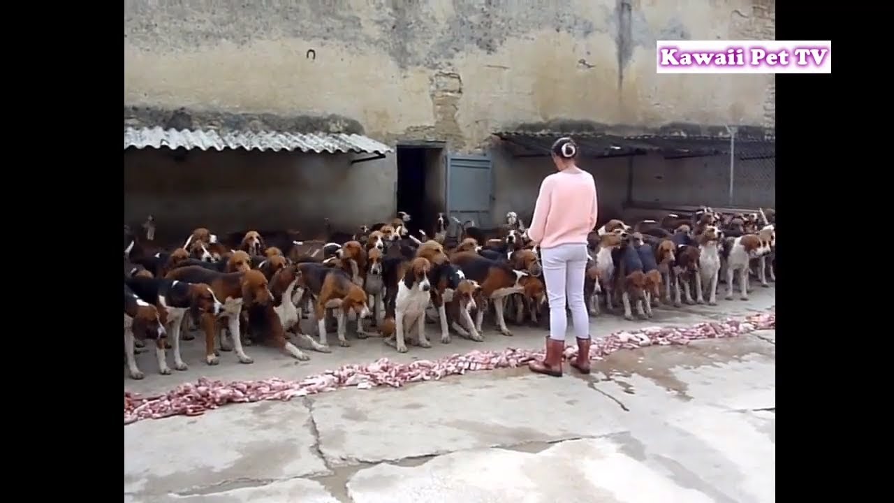 よく訓練された120匹の犬のお食事マナーが圧巻・凄すぎる