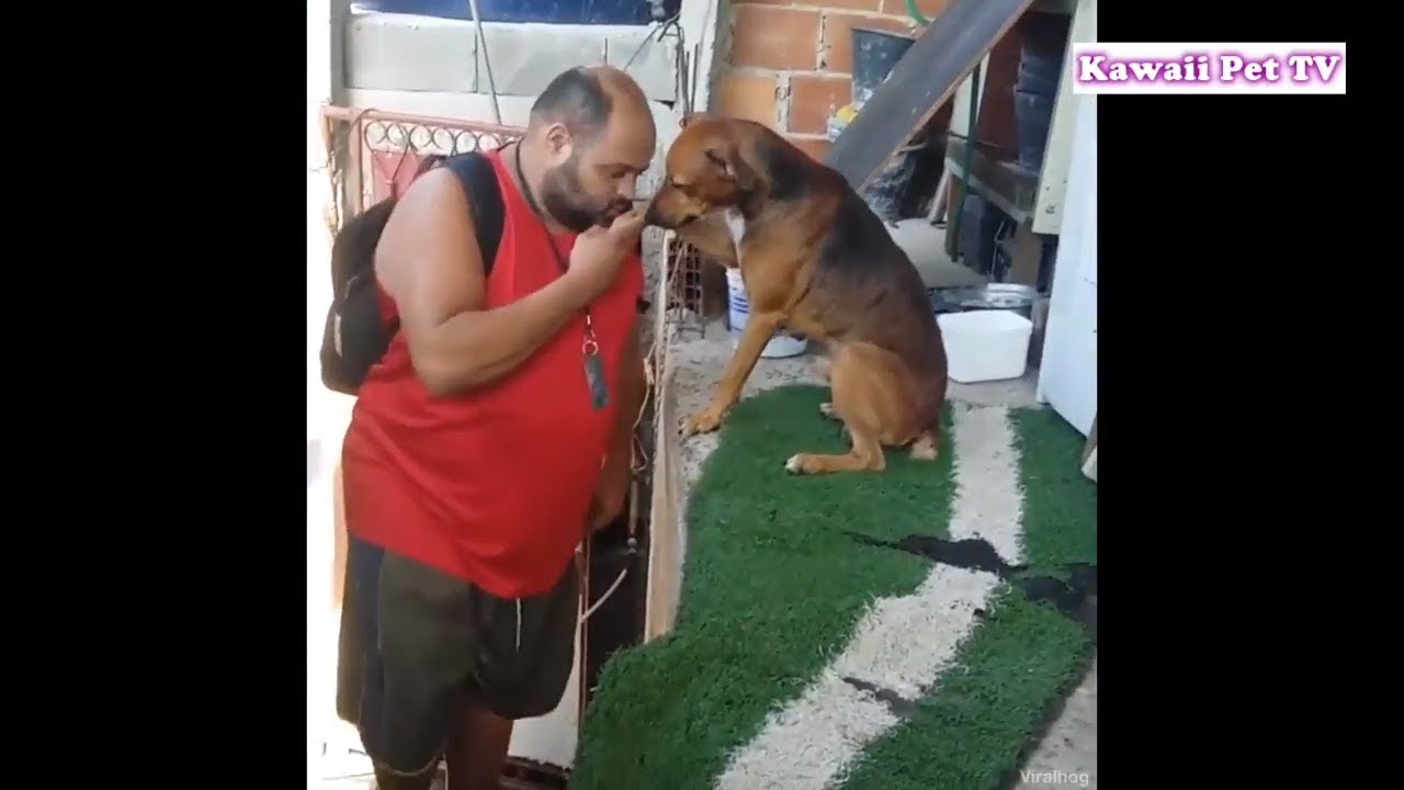 貴族の犬ように飼い主を迎えり方・「感動再会」長く離れてた飼い主を大喜びに迎える犬 2018