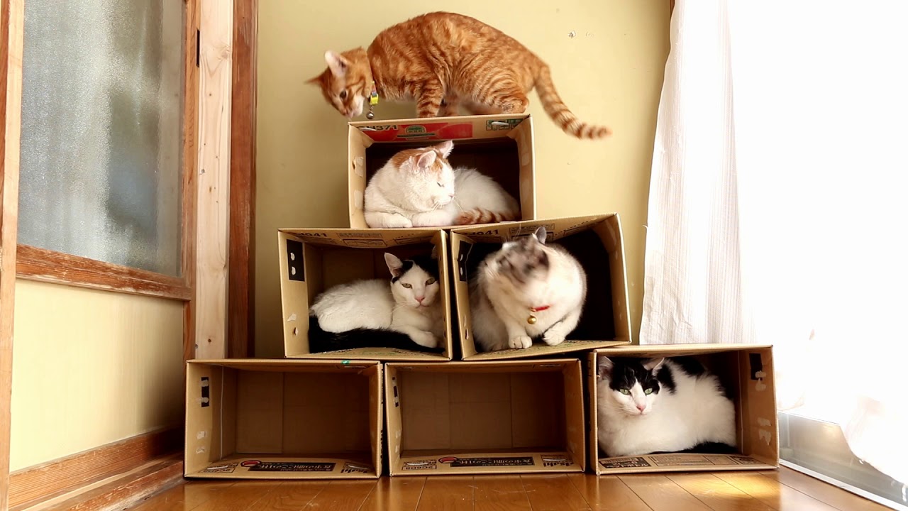 ダンボールピラミッドと6匹の猫　Box and cat 2018#12
