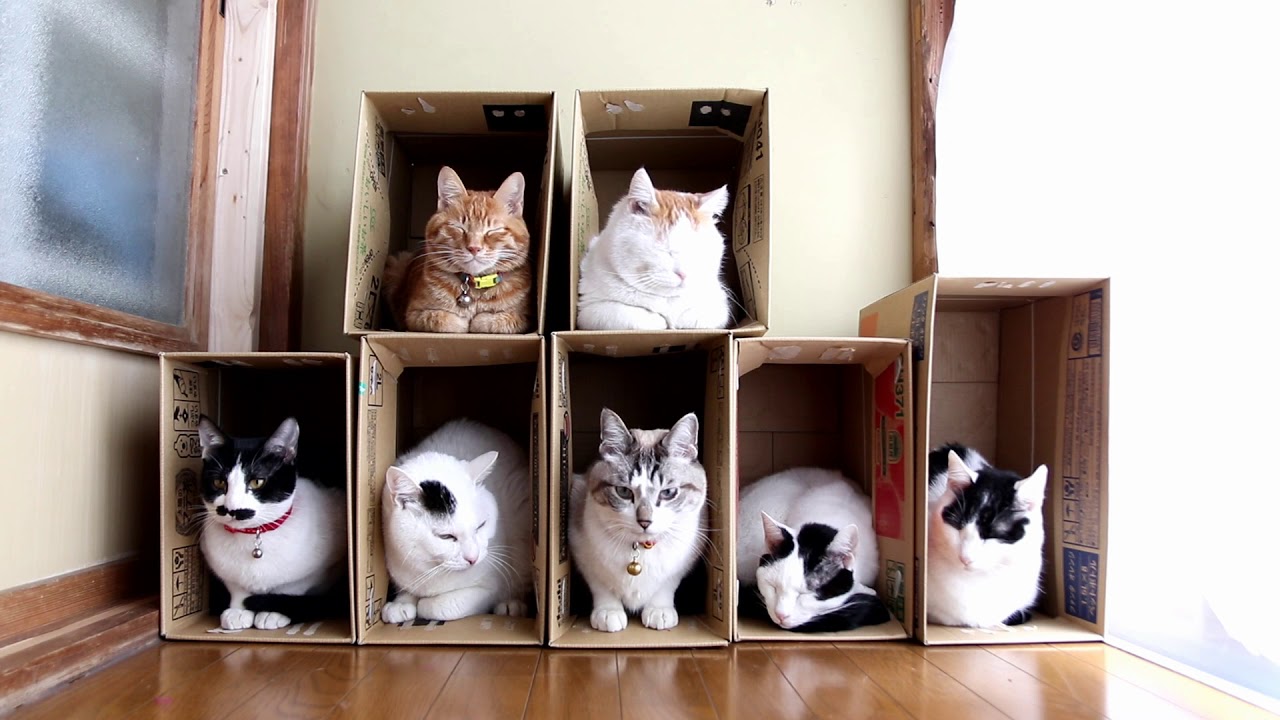 7つの箱と7匹の猫　Box and cat 2018#7