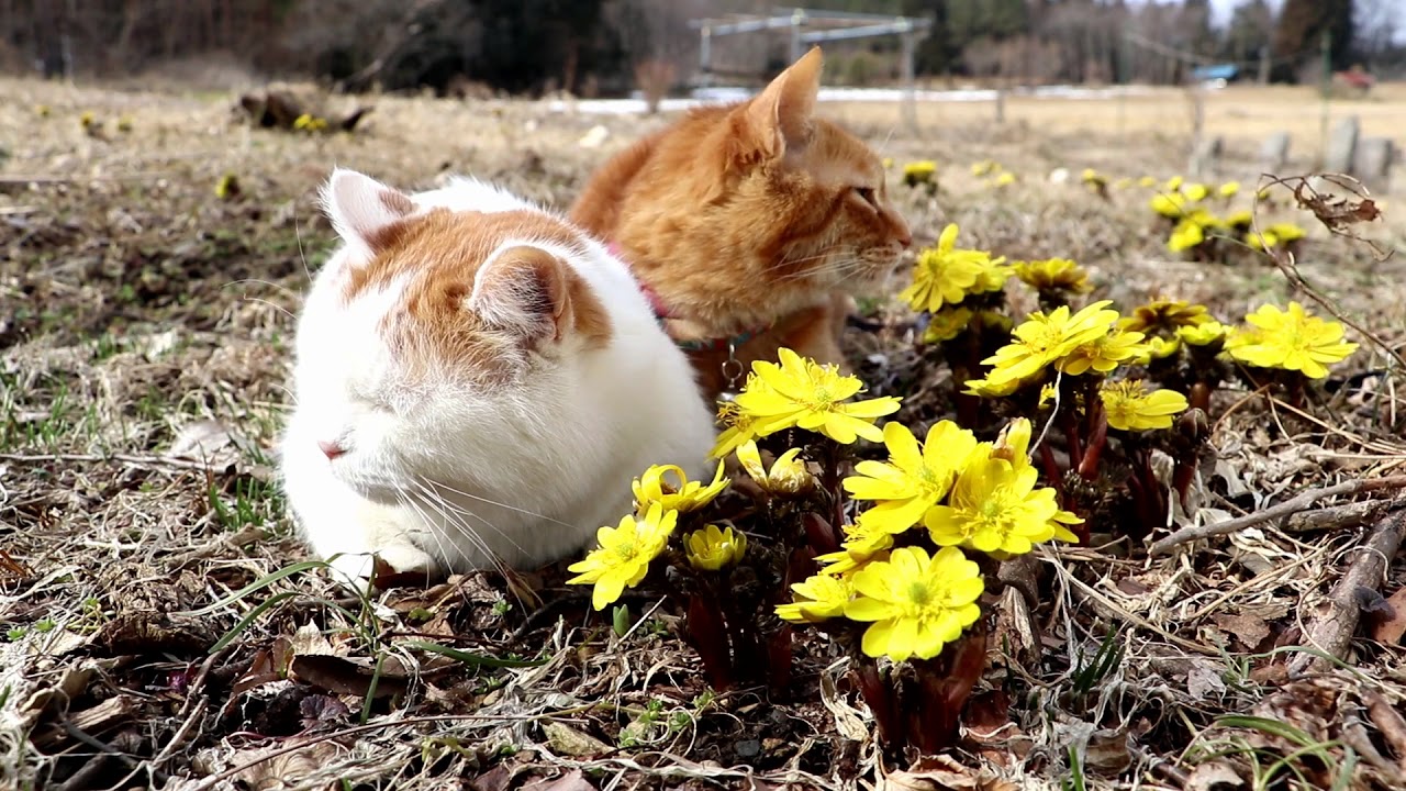 福寿草　Cat and flower 2018#1