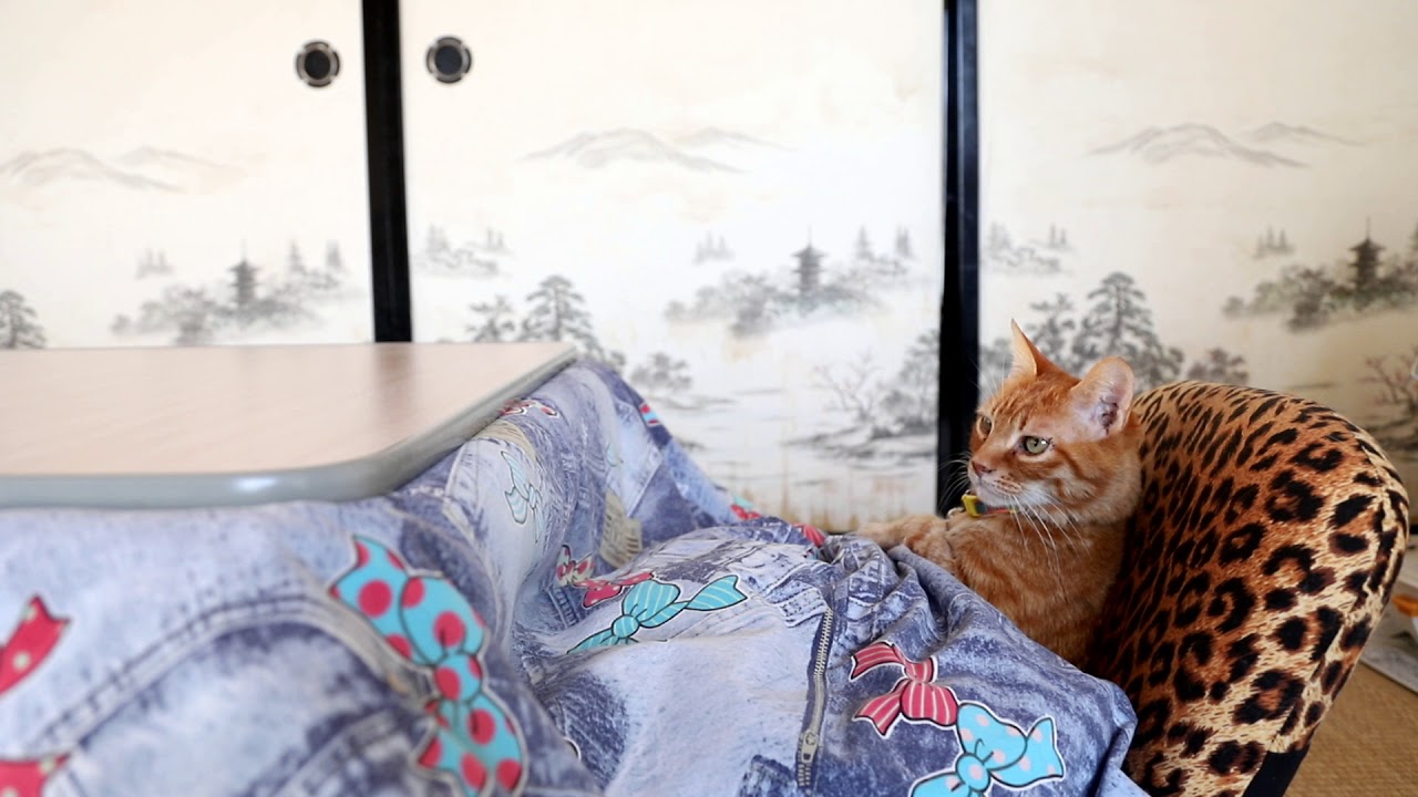 こたつで座椅子　Cat and kotatsu　2018#5