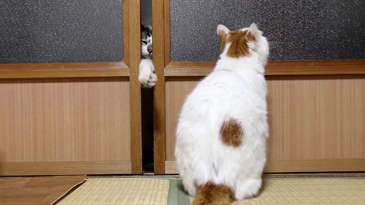 戸を開けてもらうしろ　Cats Opening Door 2018#2