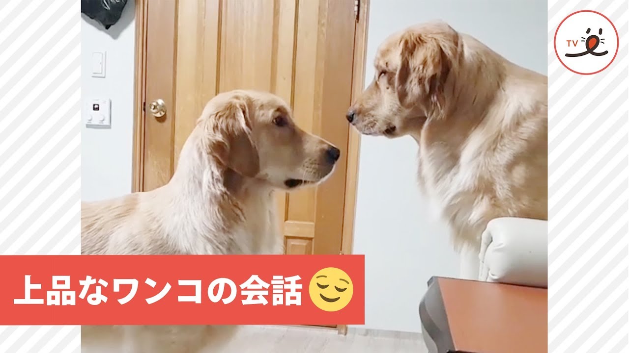 呼びましたか？😌 品のあるワンコの受け応え【PECO TV】