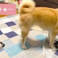 お宝を隠さなきゃ❗️ 柴犬さんが選んだ隠し場所は…🐶【PECO TV】