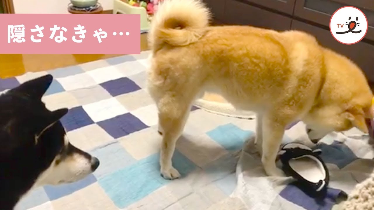 お宝を隠さなきゃ❗️ 柴犬さんが選んだ隠し場所は…🐶【PECO TV】