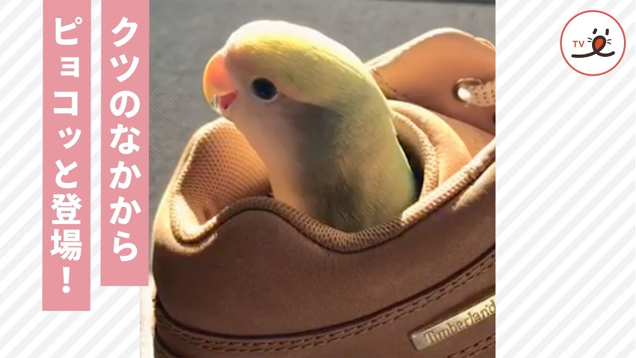 クツが別荘！？ お気に入りの場所でピョコピョコするインコ💖【PECO TV】