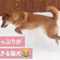 雪遊びが大好きな柴犬❄️ そのはしゃぎ方がちょっと変わっていて…😂❤️【PECO TV】