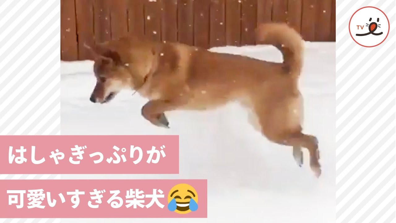 雪遊びが大好きな柴犬❄️ そのはしゃぎ方がちょっと変わっていて…😂❤️【PECO TV】