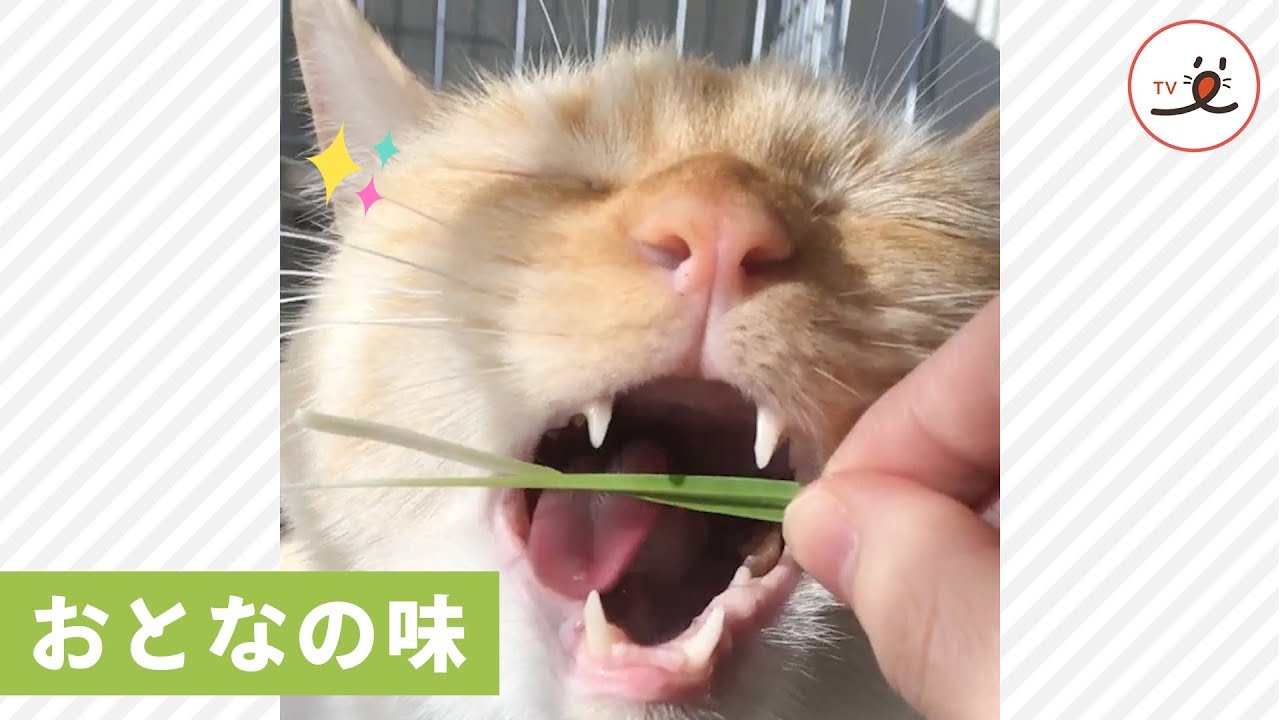 大好物なのに…😅 猫草を食べる時に◯◯な顔になってしまう猫ちゃん【PECO TV】