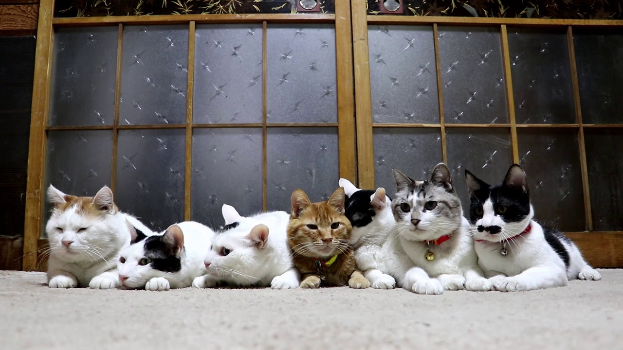 七匹の猫　Seven cats
