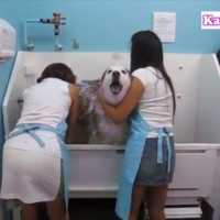 絶対にお風呂がイヤなハスキー犬の反応が超ウケる・笑わないようにしてください