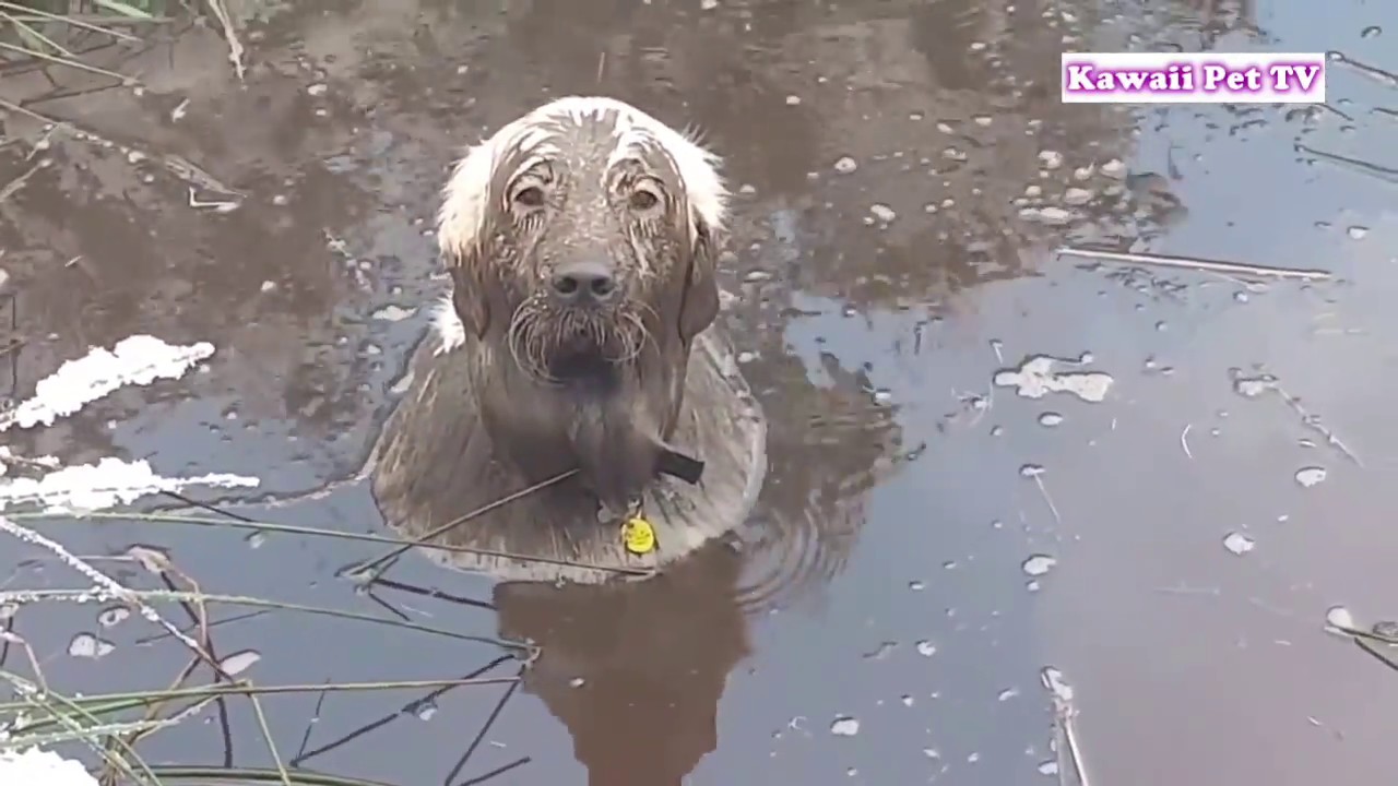 泥んこ遊び楽しくて, どうしても帰りたくない犬の反応が超かわいい