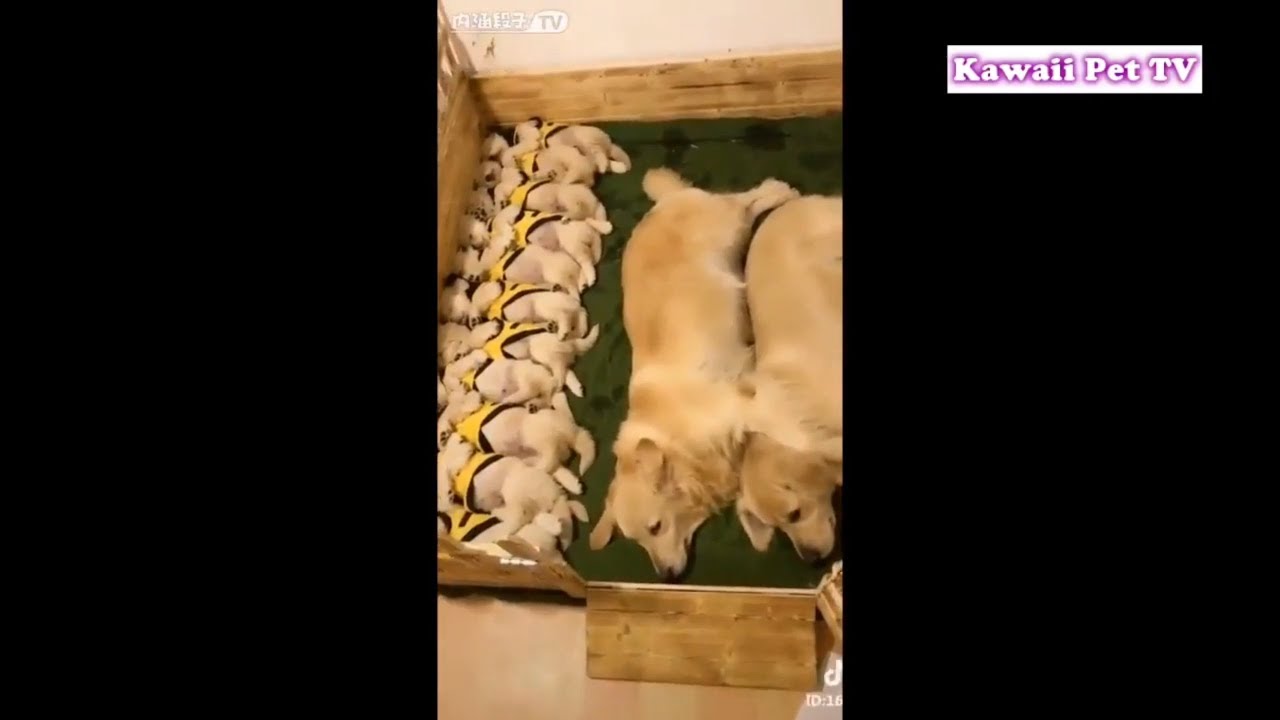 犬が興奮しすぎた結果・赤ちゃん犬が超かわいい