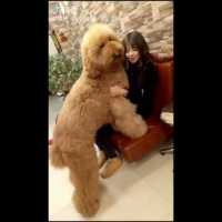 「甘えん坊の犬」大型トイプードル・抱っこして♡ 飼い主に甘える犬が超可愛い