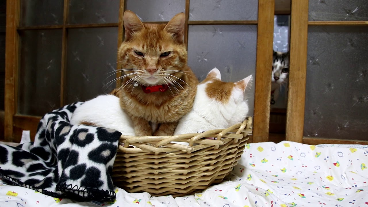 かご猫 x かごのしろと茶トラ