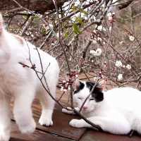 梅の花と猫2018 Plum flowers and cat