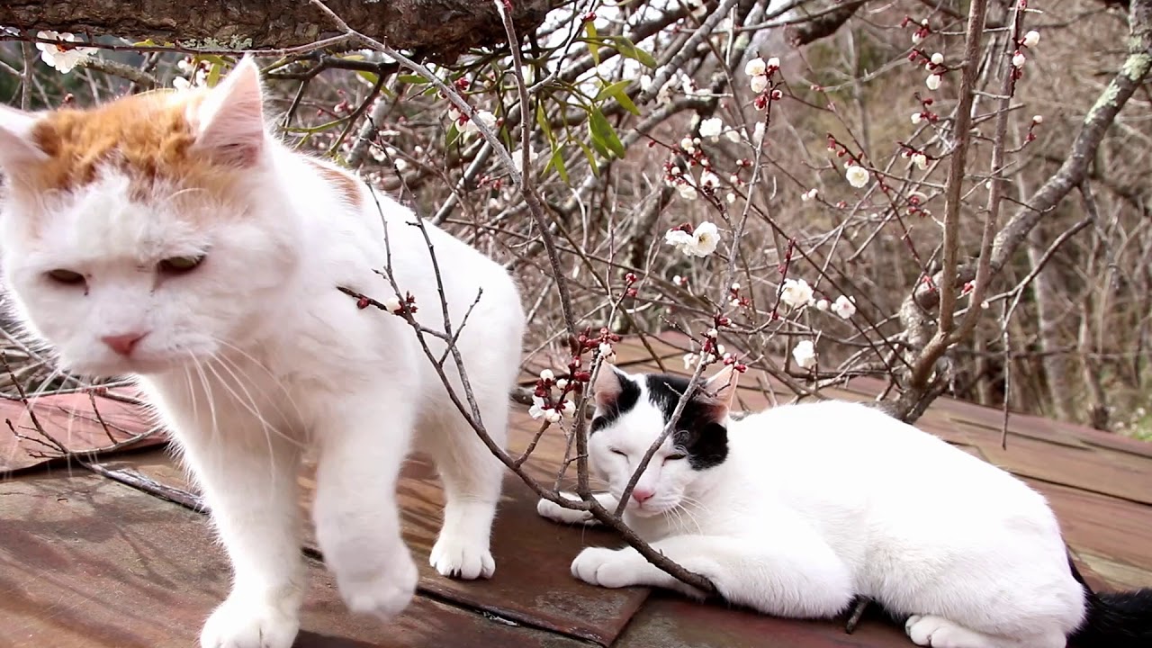 梅の花と猫2018 Plum flowers and cat