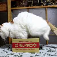 モノタロウの箱と猫　Box and cat 2018#14