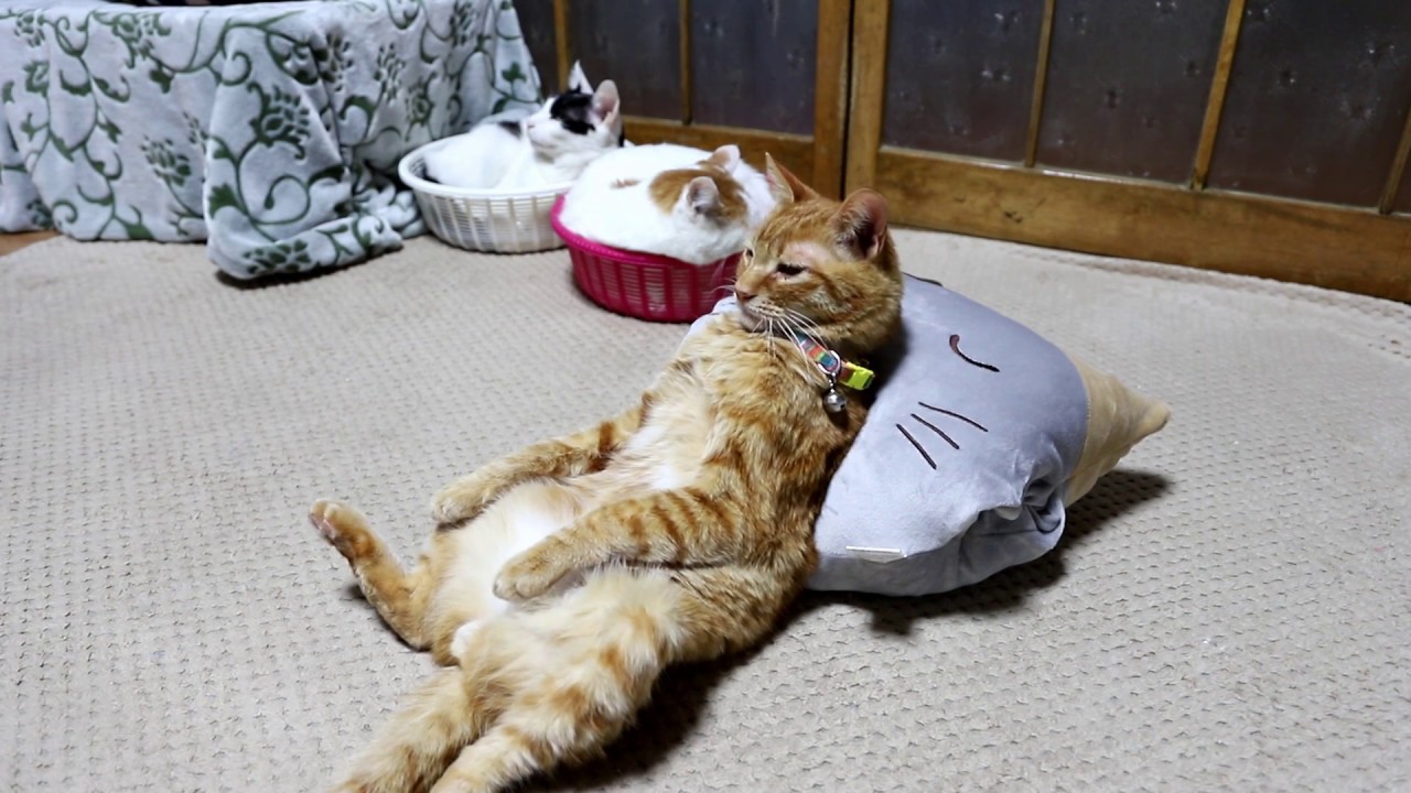 ねこまくらで眠る茶トラ　Cat pillow　2018#3