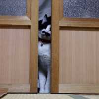 戸を開けるちょび 　Cats Opening Door 2018#3