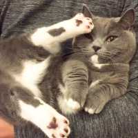可愛いポーズで抱っこを拒否する猫ちゃん😻❤️【PECO TV】