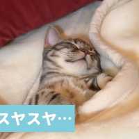 毛布でスヤスヤ…💤 幸せそうに包まって寝る猫ちゃん【PECO TV】