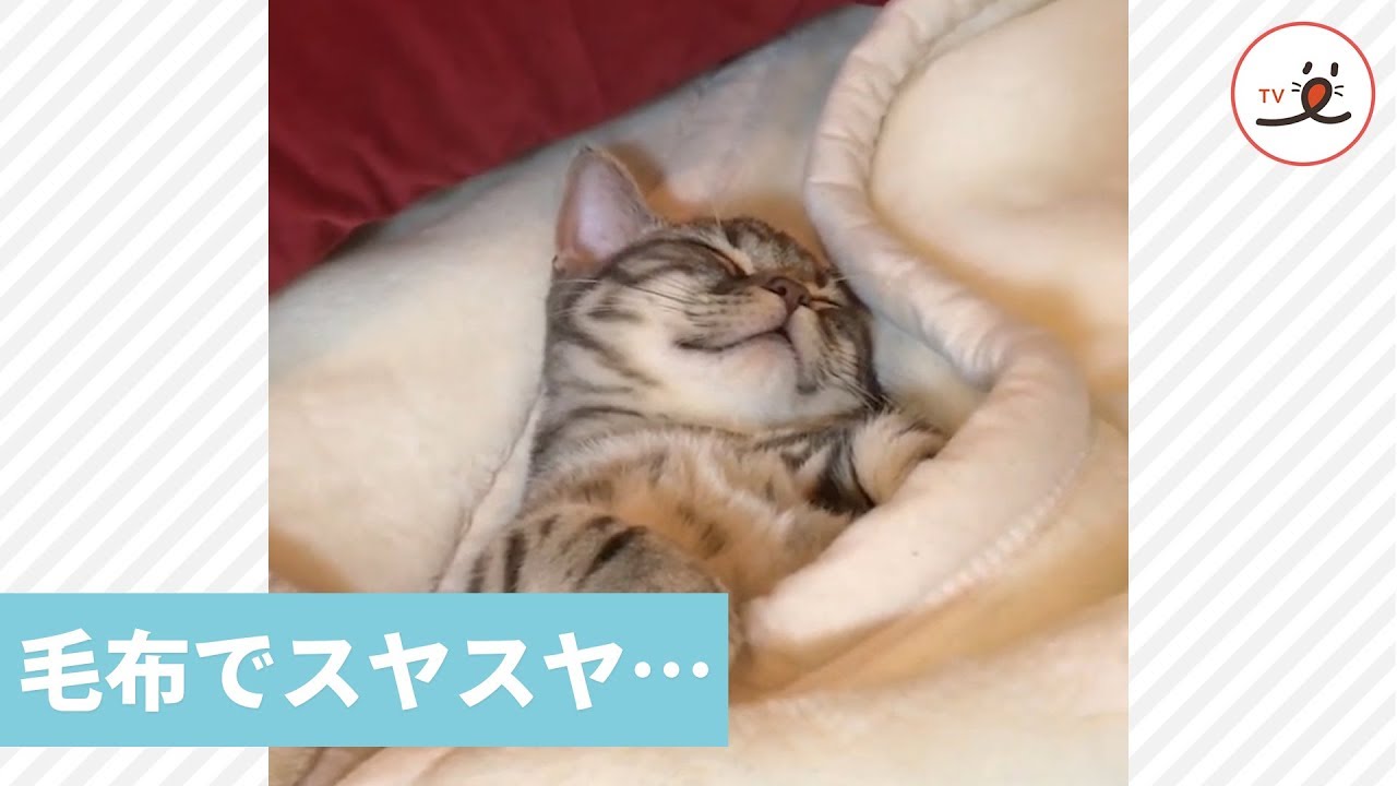 毛布でスヤスヤ…💤 幸せそうに包まって寝る猫ちゃん【PECO TV】