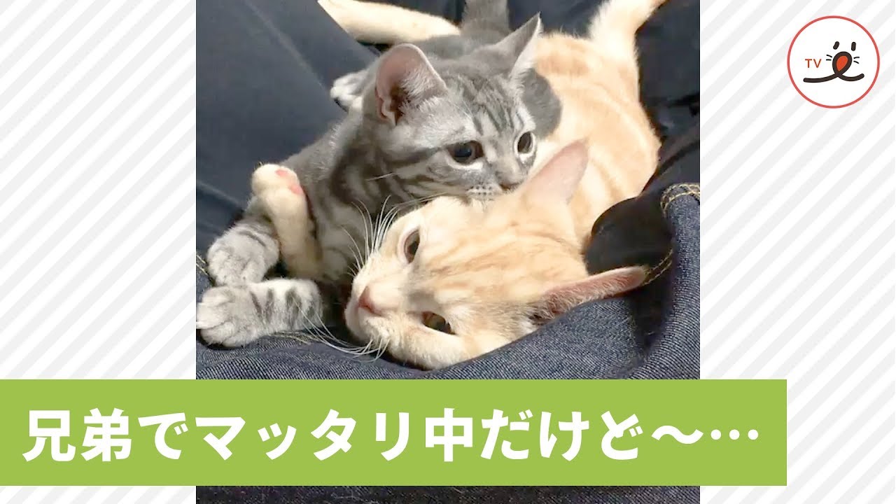 お兄ちゃんとぜ〜ったいに離れたくない弟ネコ🐱❤️ でもこのあと…😭 【PECO TV】