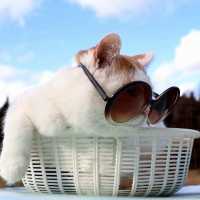 しろとサングラス　　Sunglasses cat