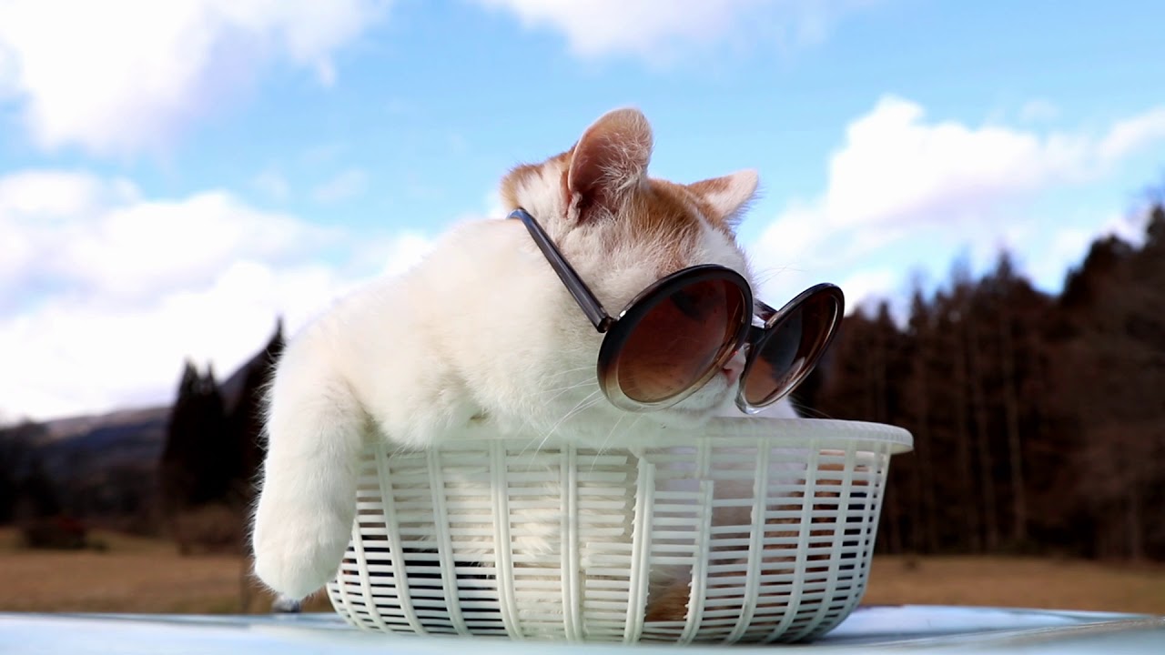 しろとサングラス　　Sunglasses cat