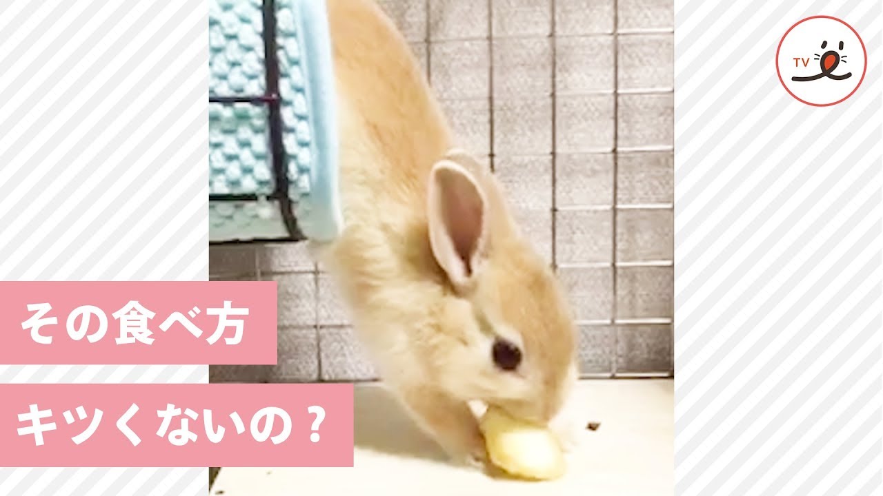 どうしてその体勢で⁉️💦 個性的な食べ方をする可愛いウサギさん🐰💕