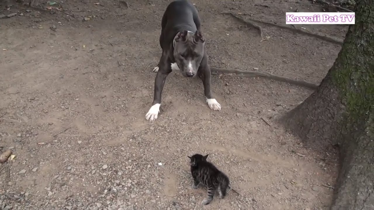 初めて子猫に会った犬の反応が超おもしろ・すごく優しい犬たち