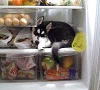 アイスが大好きなハスキー犬・どうしても冷蔵庫から出たくないハスキー犬