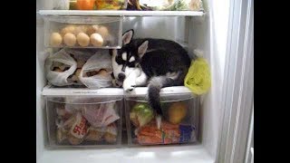 アイスが大好きなハスキー犬・どうしても冷蔵庫から出たくないハスキー犬