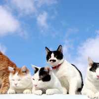 屋根の上の5匹の猫　180525